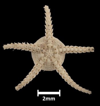 Media type: image;   Invertebrate Zoology OPH-595 Aspect: ventral